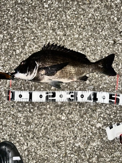 クロダイの釣果