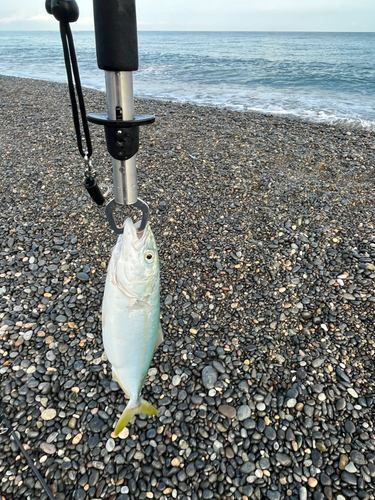 ツバスの釣果