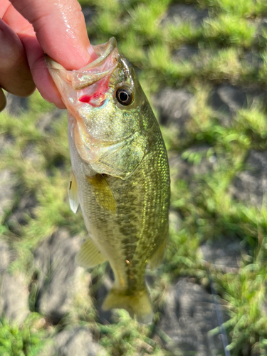 ラージマウスバスの釣果