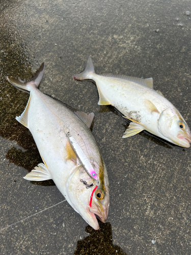 ショゴの釣果