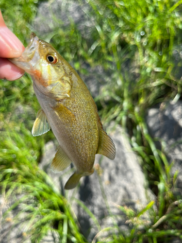 スモールマウスバスの釣果