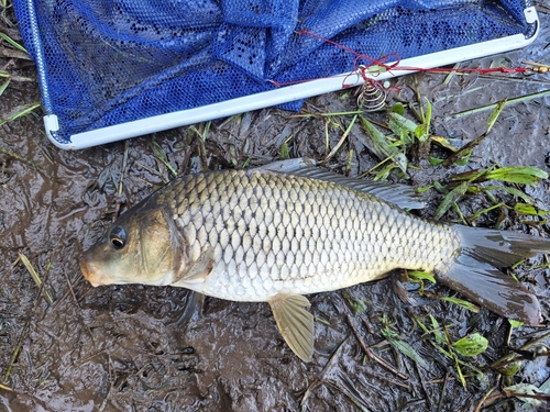 コイの釣果