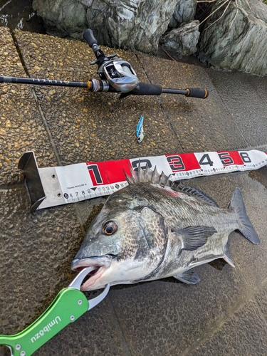 クロダイの釣果