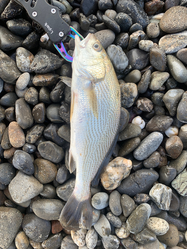 ニベの釣果