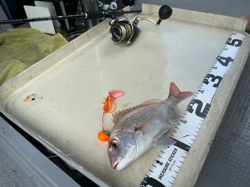 マダイの釣果