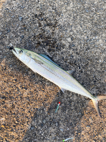 サゴシの釣果