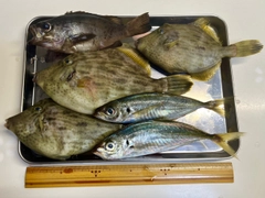 カワハギの釣果