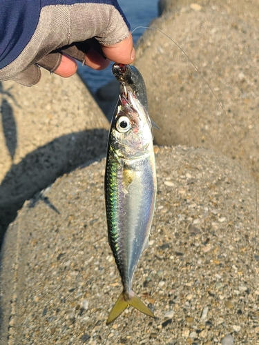 サバの釣果