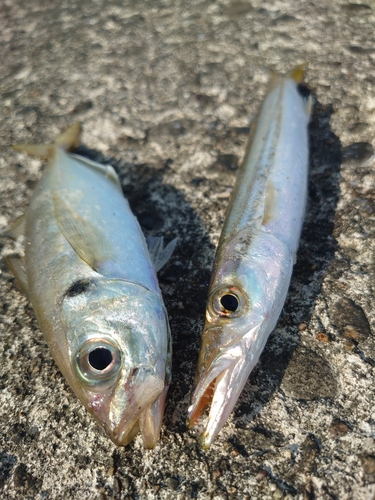 カマスの釣果