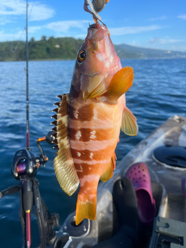 マハタの釣果