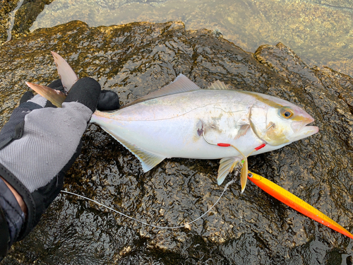 ショゴの釣果