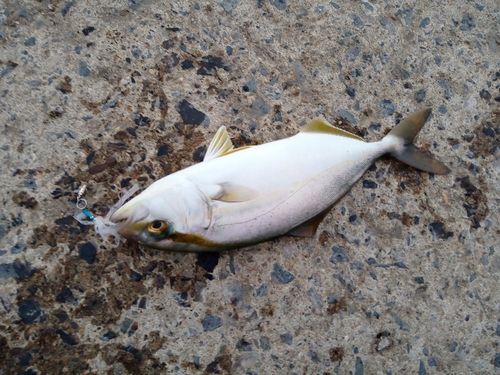 ショゴの釣果