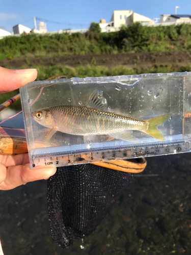 オイカワの釣果