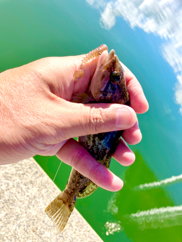 アイナメの釣果