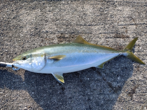 メジロの釣果