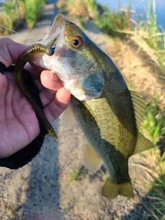 ラージマウスバスの釣果