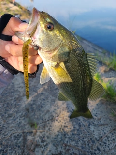 ラージマウスバスの釣果