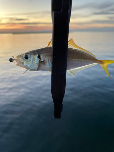 釣果