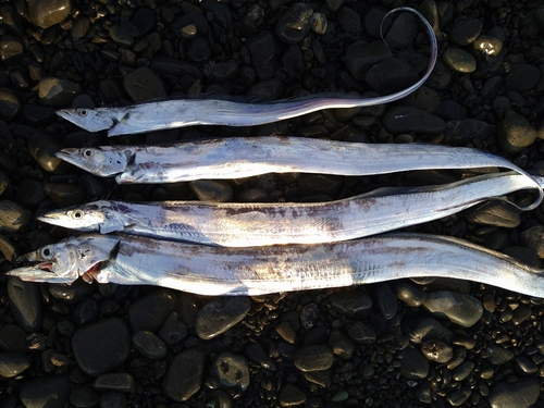 タチウオの釣果