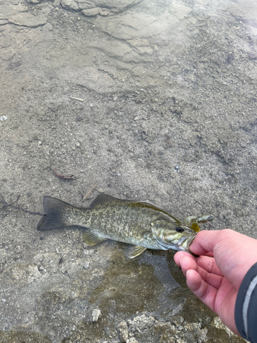 スモールマウスバスの釣果