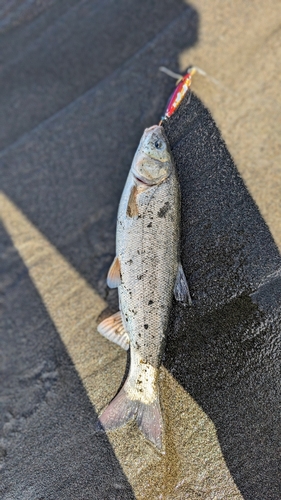 ウグイの釣果