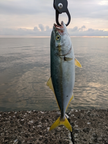 フクラギの釣果