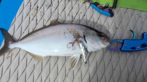 ショゴの釣果