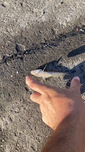 ハゼの釣果