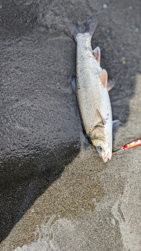 ウグイの釣果