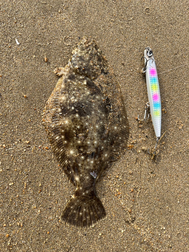 ソゲの釣果