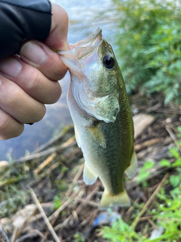 ラージマウスバスの釣果