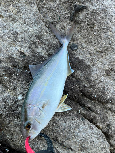 ソウダガツオの釣果