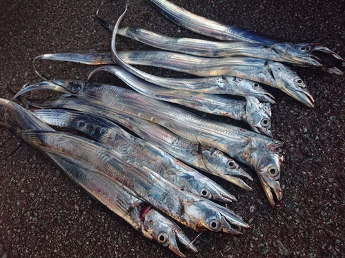 タチウオの釣果