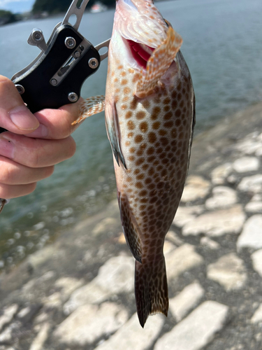 オオモンハタの釣果