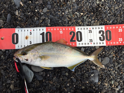 ショゴの釣果