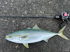 イナダの釣果