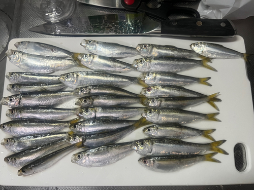 アジの釣果