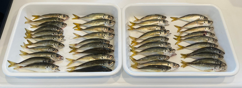 アジの釣果
