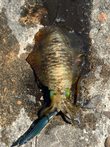 アオリイカの釣果