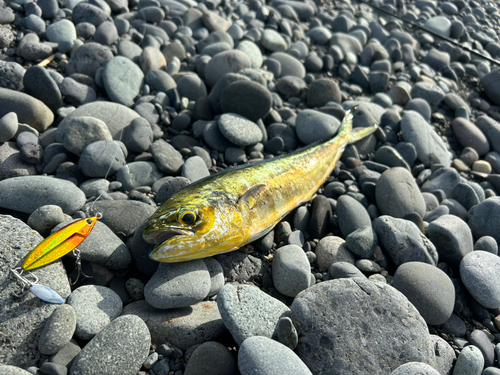 シイラの釣果