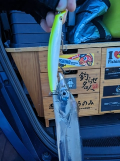 タチウオの釣果