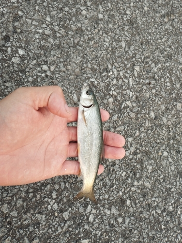 ウグイの釣果