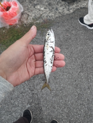 サバの釣果