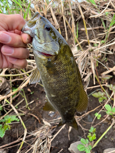 スモールマウスバスの釣果