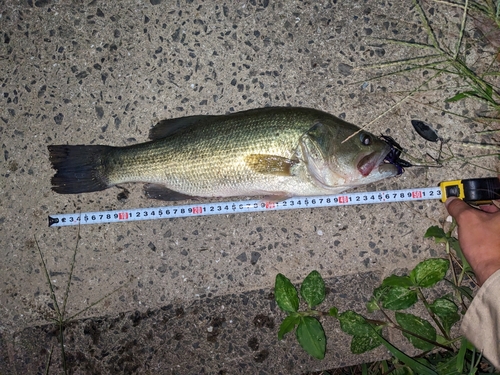 ブラックバスの釣果