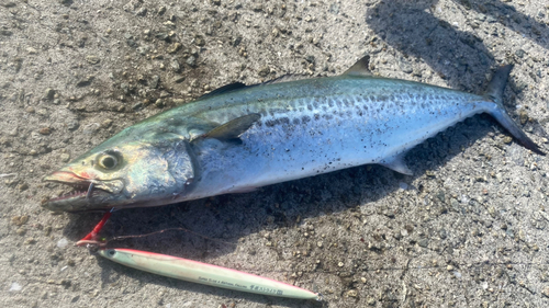 サゴシの釣果