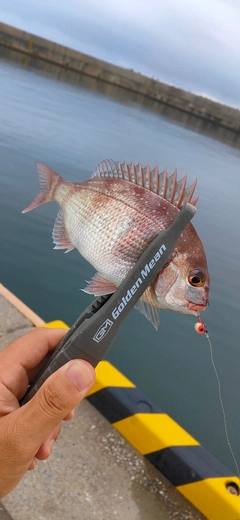 チャリコの釣果