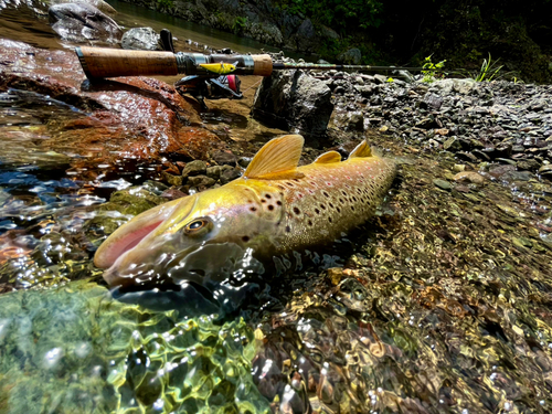 ブラウントラウトの釣果