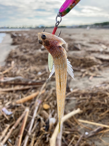 エソの釣果