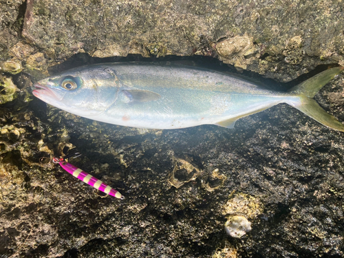 ワカシの釣果